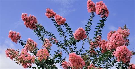 The art of bonsai: cultivating magic crepe myrtles in miniature form